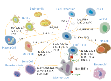 T helper 1 pathway